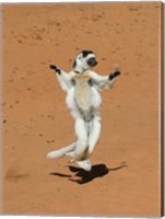 Verreauxs Sifaka, primate, Madagascar Fine Art Print