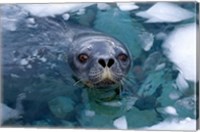 Weddell seal in the water, Western Antarctic Peninsula Fine Art Print