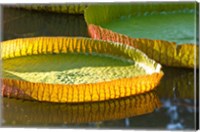 Victoria amazonica water lily leaf, Mauritius Fine Art Print