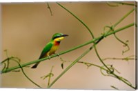 Tropical Bird, Little Bee Eater, Masai Mara GR, Kenya Fine Art Print