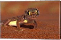 Web-footed Gecko, Namib National Park, Namibia Fine Art Print
