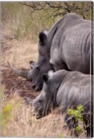 White Rhino in Zulu Nyala Game Reserve, Kwazulu Natal, South Africa Fine Art Print