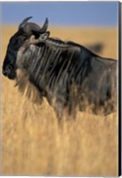 Wildebeest during Serengeti Migration, Masai Mara Game Reserve, Kenya Fine Art Print