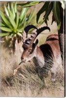 Close Up of Walia Ibex, Ethiopia Fine Art Print