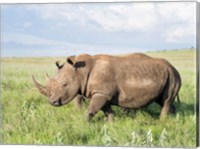 White rhinoceros, Ceratotherium simum, Kenya, Africa Fine Art Print