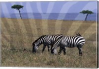 Zebra on the Serengeti, Kenya Fine Art Print
