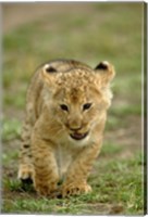Young lion cub, Masai Mara Game Reserve, Kenya Fine Art Print