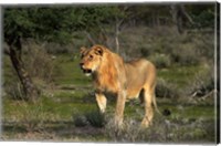 Young male lion, Panthera leo, Etosha NP, Namibia, Africa. Fine Art Print
