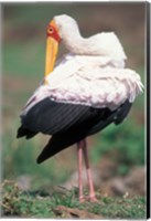 Yellow-Billed Stork Grooming, Masai Mara Game Reserve, Kenya Fine Art Print