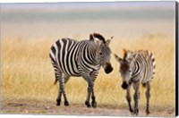 Zebra and Juvenile Zebra on the Maasai Mara, Kenya Fine Art Print