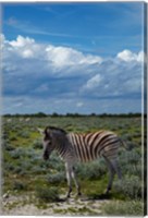 Young Burchells zebra, burchellii, Etosha NP, Namibia, Africa. Fine Art Print