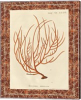 Gorgonia Miniacea Marble Fine Art Print