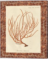 Gorgonia Miniacea Marble Fine Art Print