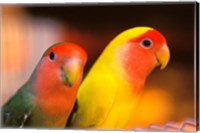 Love Birds, Yuen Po Street Bird Market, Hong Kong, China Fine Art Print