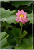 Lotus Lilies, Yunnan Province, China Fine Art Print