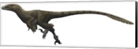 Utahraptor ostrommaysorum Fine Art Print