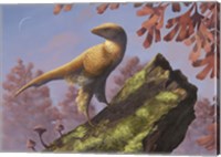 Eosinopteryx brevipenna perched on a tree branch Fine Art Print
