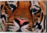 Face of Bengal Tiger, India Fine Art Print