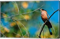 Indian Roller in Bandhavgarh National Park, India Fine Art Print