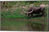 Water Buffalo in Kaziranga National Park, India Fine Art Print