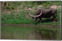 Water Buffalo in Kaziranga National Park, India Fine Art Print