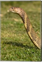 King Cobra snake, South East Captive Fine Art Print