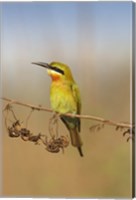 Bluetailed Bee eater, Corbett NP, Uttaranchal, India Fine Art Print