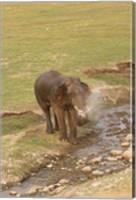 Elephant at waterhole, Corbett NP, Uttaranchal, India Fine Art Print