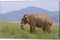 Elephant in the grass, Corbett NP, Uttaranchal, India Fine Art Print