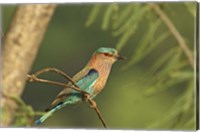 Indian roller bird, Corbett NP, Uttaranchal, India Fine Art Print