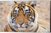 Royal Bengal Tiger Head, Ranthambhor National Park, India Fine Art Print