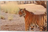 Royal Bengal Tiger, Ranthambhor National Park, India Fine Art Print