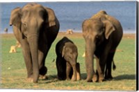 Asian Elephant Family, Nagarhole National Park, India Fine Art Print