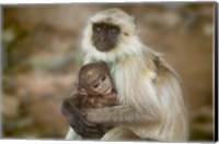 Black-Face Langur Mother and Baby, Ranthambore National Park, Rajasthan, India Fine Art Print