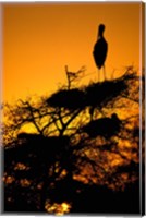 Silhouette of Painted Stork, Keoladeo National Park, Rajasthan, India Fine Art Print