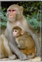 Rhesus Macaque monkey with baby, Bharatpur National Park, Rajasthan INDIA Fine Art Print