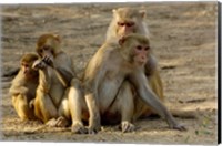 Group of Rhesus Macaques, Bharatpur NP, Rajasthan, INDIA Fine Art Print