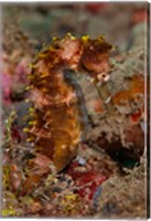 Close-up of adult spiny seahorse Fine Art Print