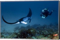 Manta ray swims past scuba diver, Komodo NP, Indonesia Fine Art Print