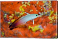 A fire goby swims past coral Fine Art Print