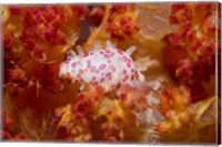 Cowry mollusks, Marine Life Fine Art Print