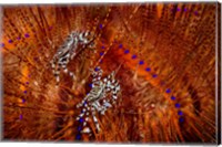 Indonesia, Lembeh Straits Zebra crabs, Marine life Fine Art Print