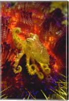 Octopus marine life Fine Art Print