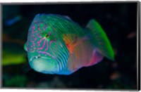 Close-up of colorful wrasse fish Fine Art Print