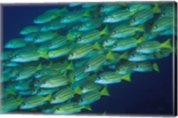 Close-up of schooling lined snappers, Komodo National Park, Indonesia Fine Art Print