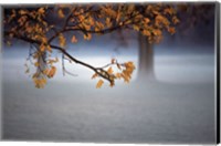 Fog Leaf Fine Art Print