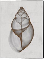 Achatina Shell Fine Art Print