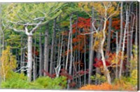Fall colors of the Fuji-Hakone-Izu National Park, Japan Fine Art Print