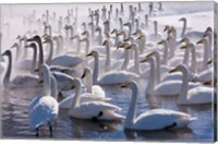 Whooper swans, Hokkaido, Japan Fine Art Print