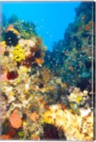 Healthy Reef, Komodo, Indonesia Fine Art Print